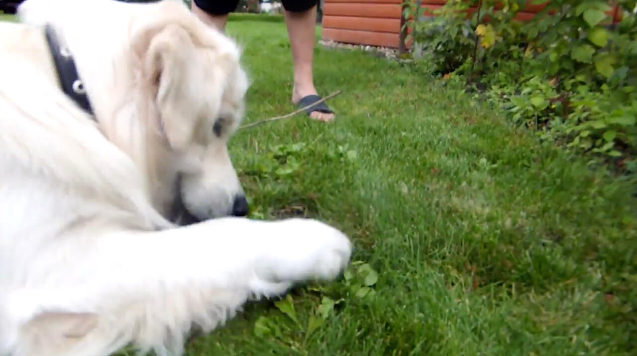 ゴールデンレトリーバー,動画