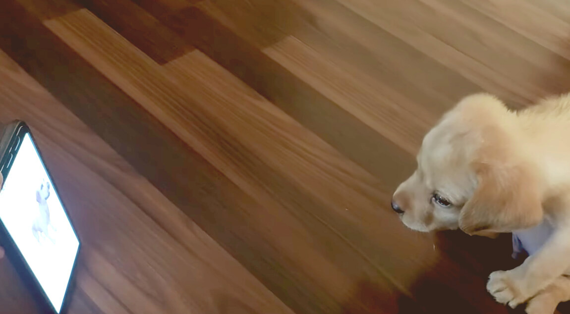 ラブラドールレトリーバー,動画