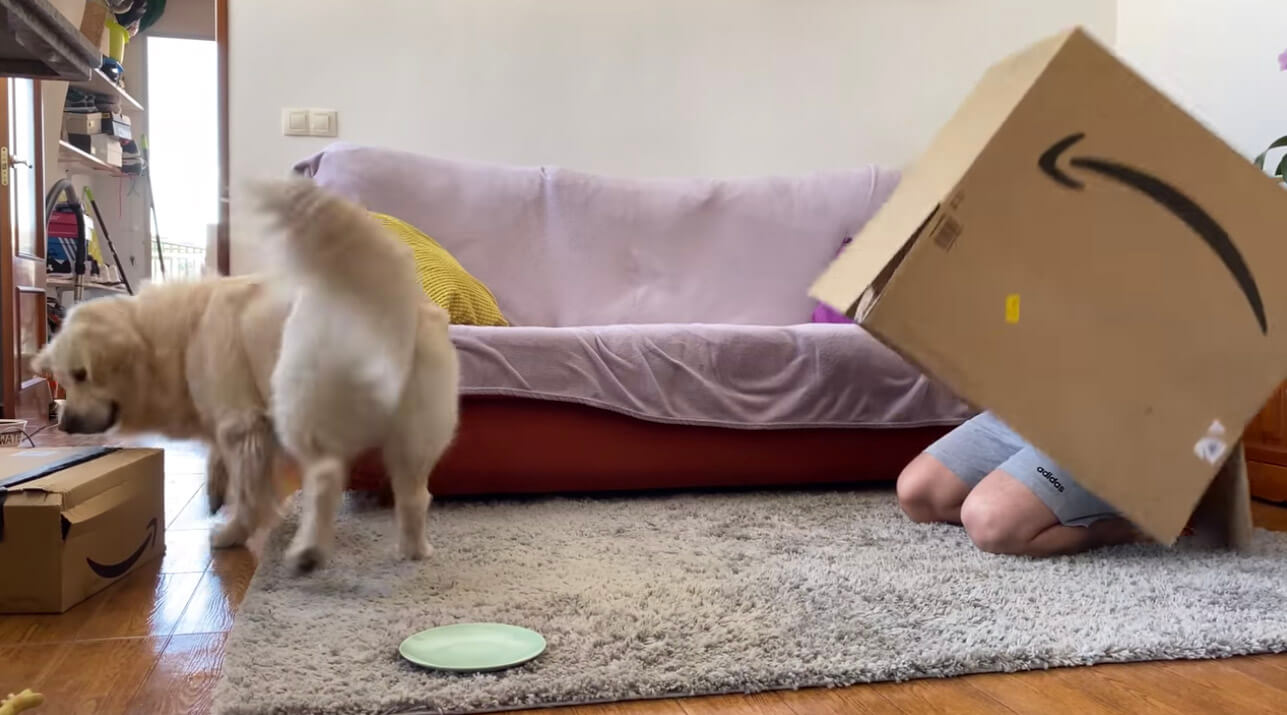 ゴールデンレトリーバー,動画