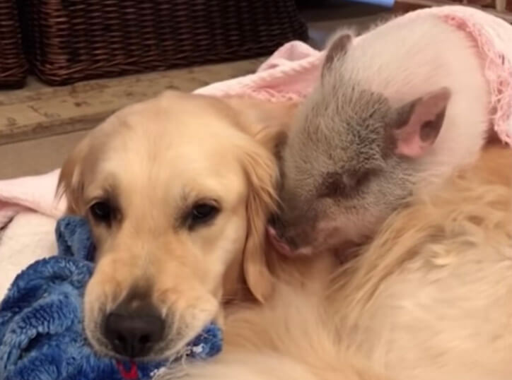 ゴールデンレトリーバー,動画