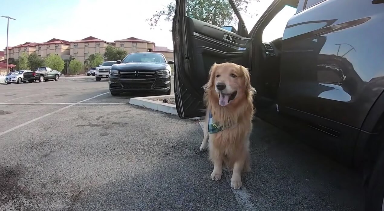 ゴールデンレトリーバー,動画