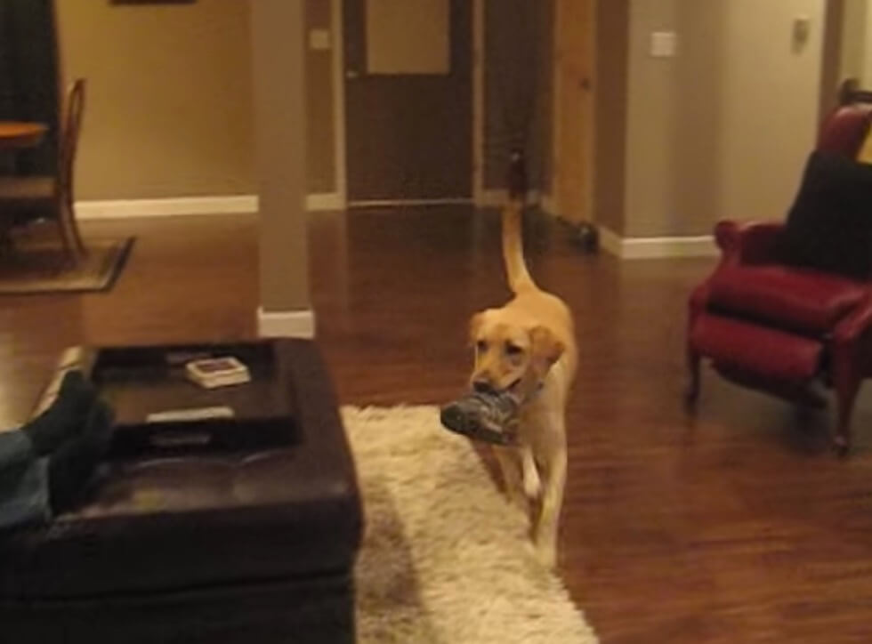 ラブラドールレトリーバー,動画