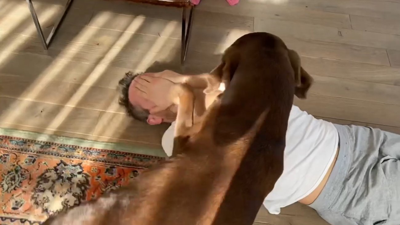 ラブラドールレトリーバー,動画