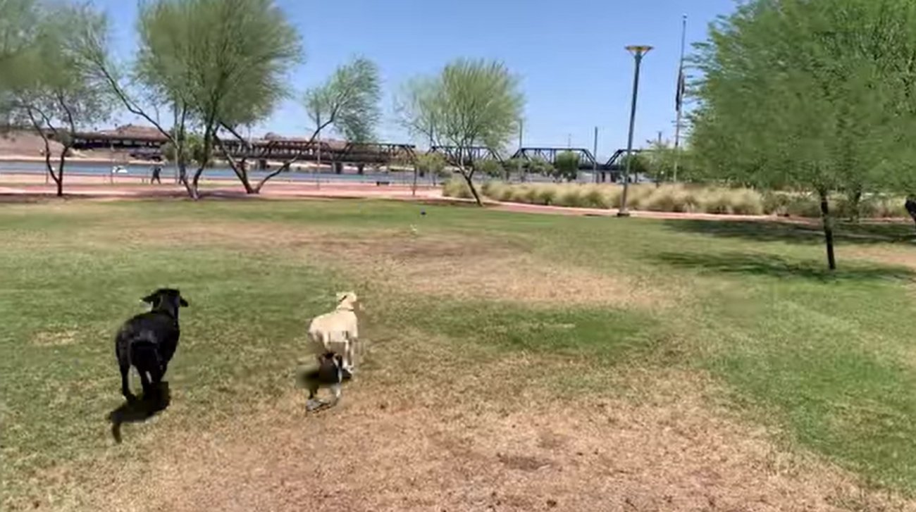 ラブラドールレトリーバー,動画