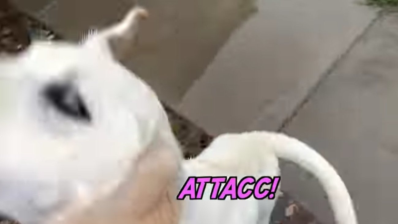 ラブラドールレトリーバー,動画