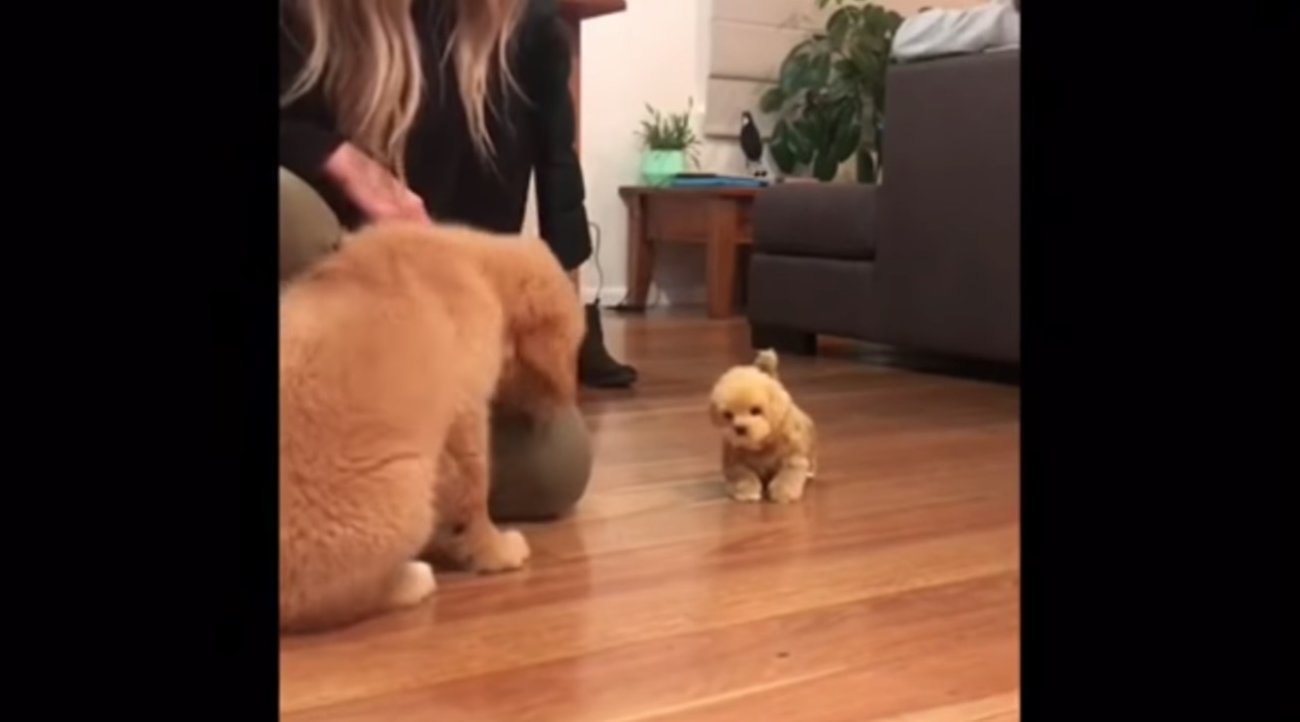 ゴールデンレトリーバー,動画