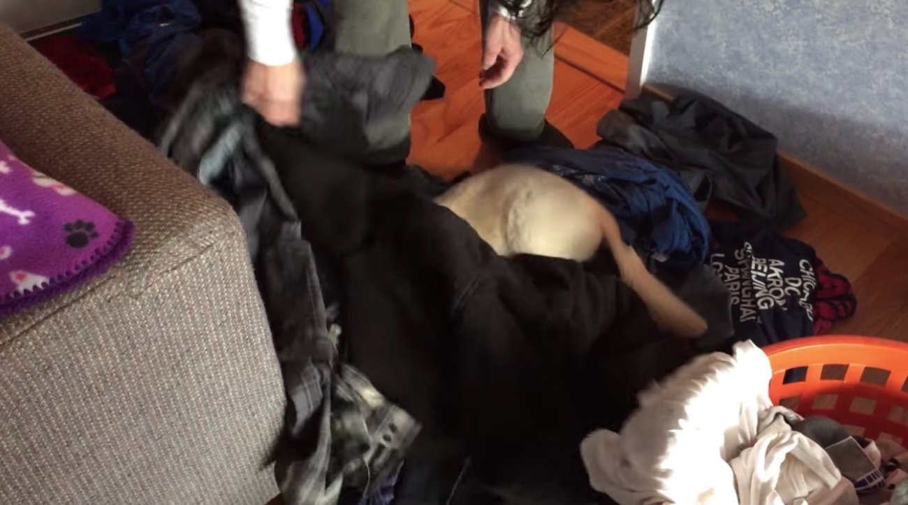 ゴールデンレトリーバー,動画