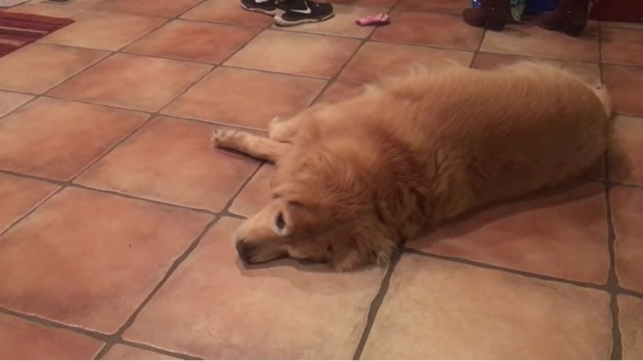 ゴールデンレトリーバー,動画