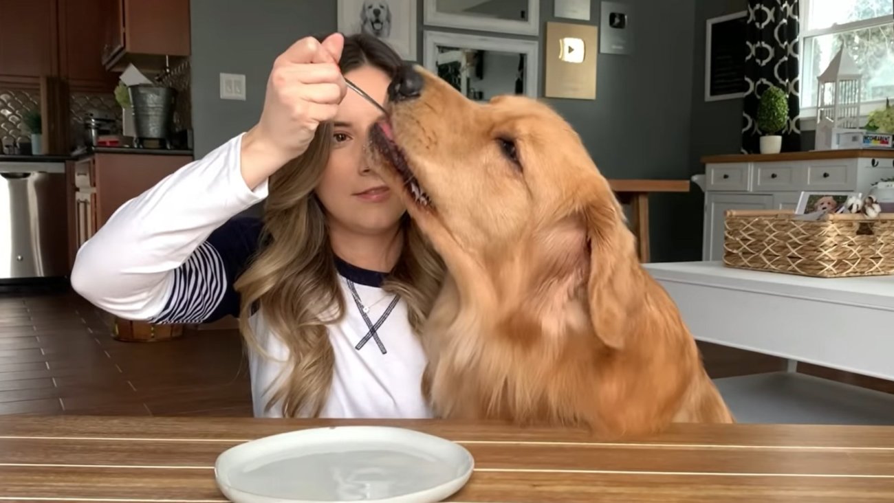 ゴールデンレトリーバー,動画