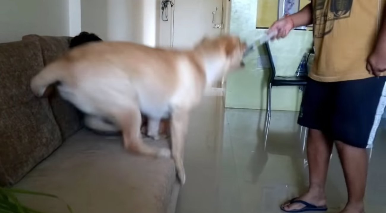 ラブラドールレトリーバー,動画