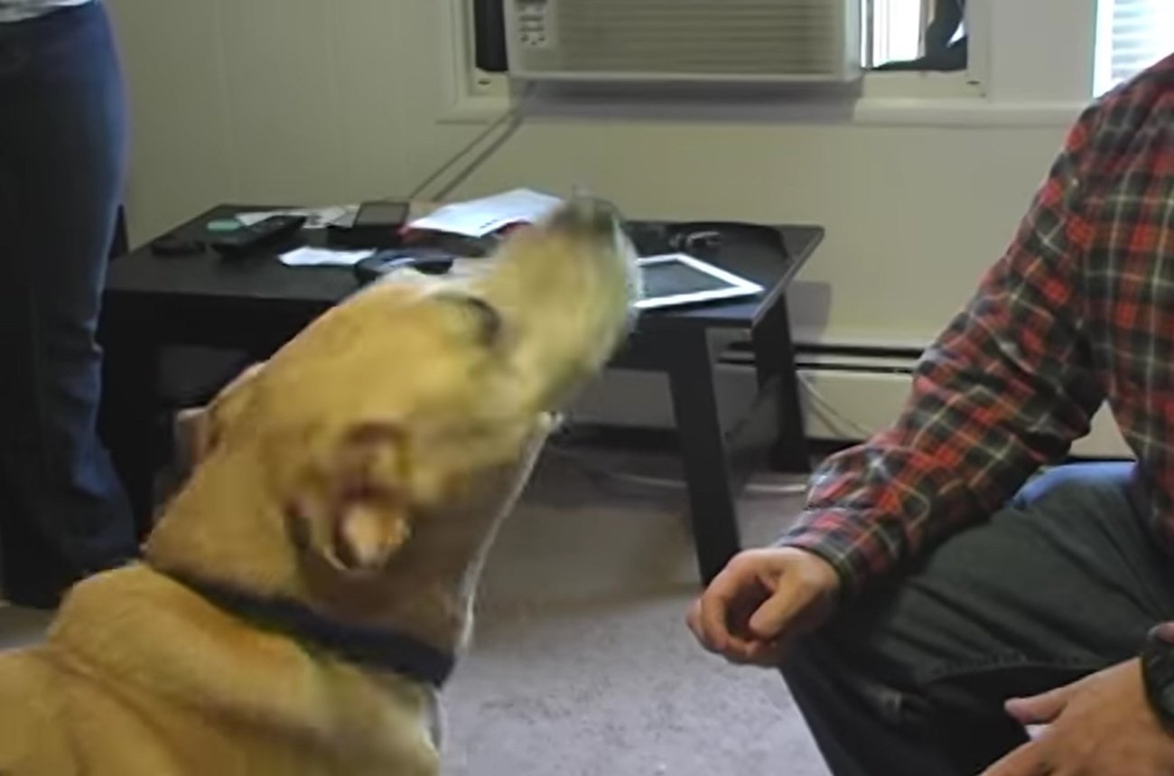 ラブラドールレトリーバー,動画