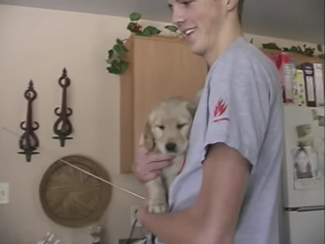 ゴールデンレトリーバー,動画