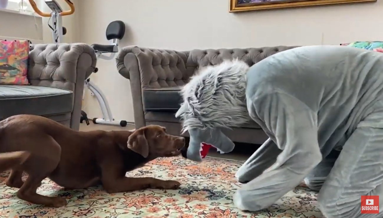 ラブラドールレトリーバー,動画