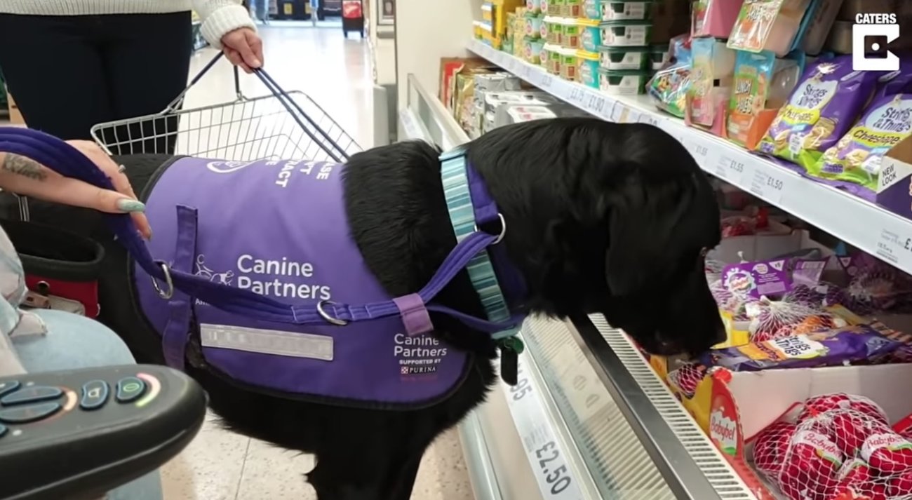 ラブラドールレトリーバー,動画