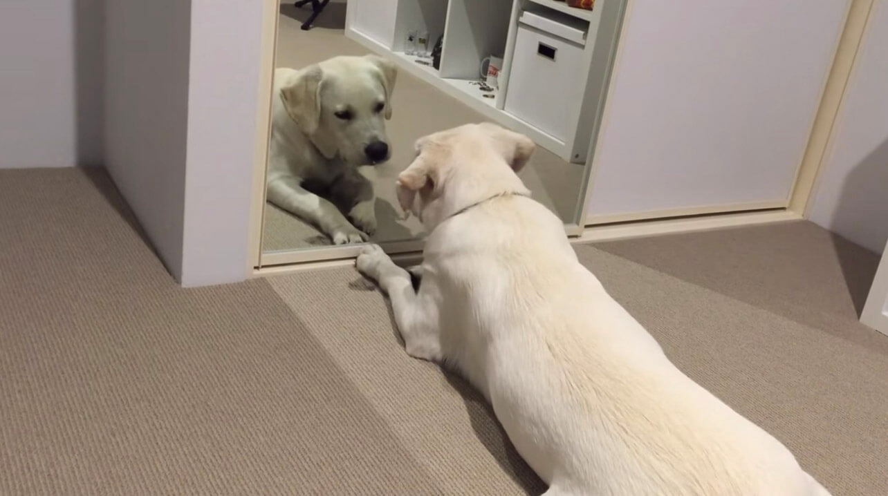 ラブラドールレトリーバー,動画
