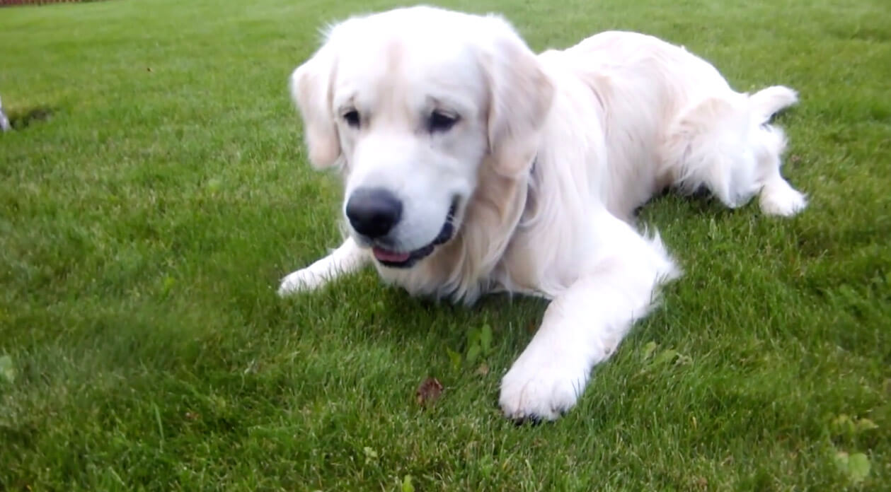 ゴールデンレトリーバー,動画