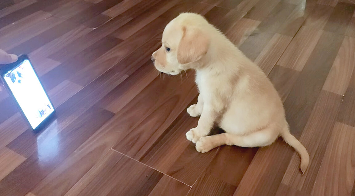 ラブラドールレトリーバー,動画