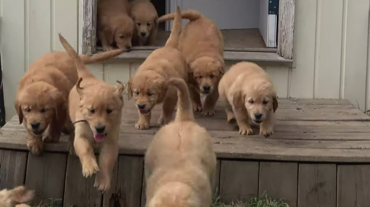 ゴールデンレトリーバー,動画