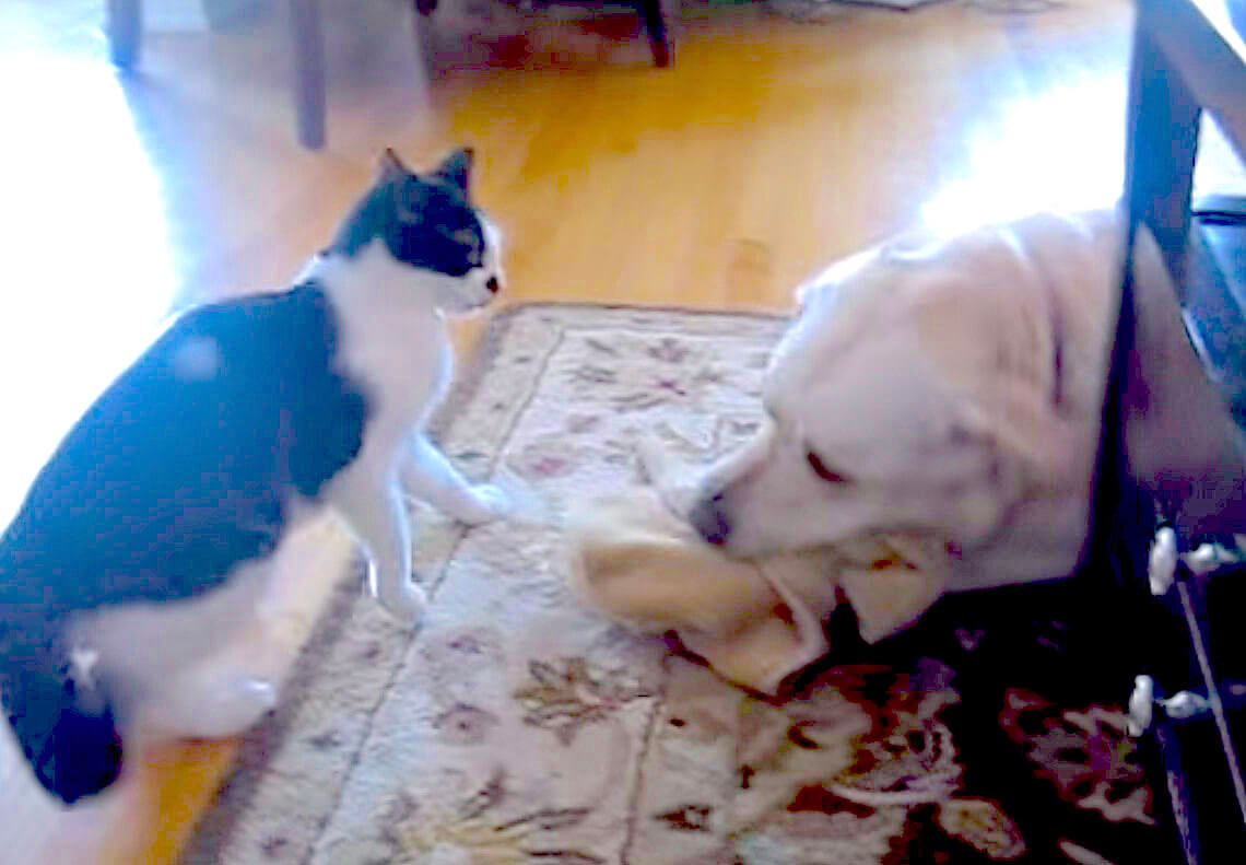 ラブラドールレトリーバー,動画