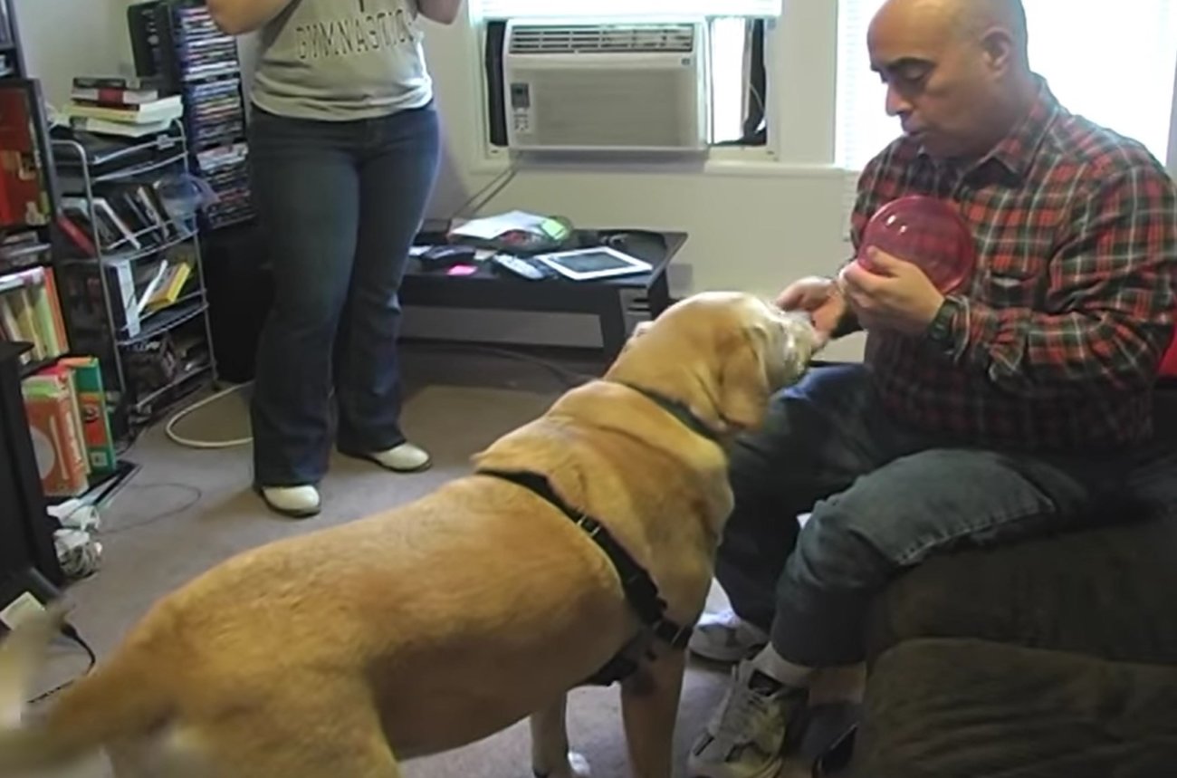 ラブラドールレトリーバー,動画