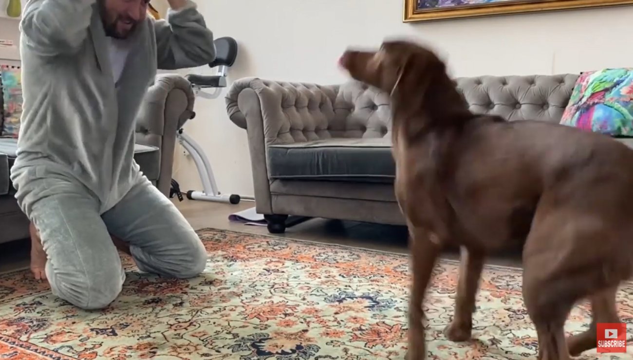 ラブラドールレトリーバー,動画