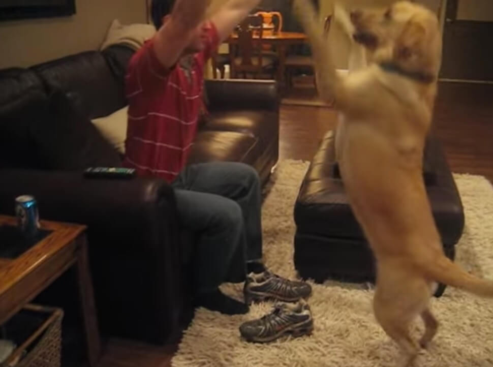 ラブラドールレトリーバー,動画