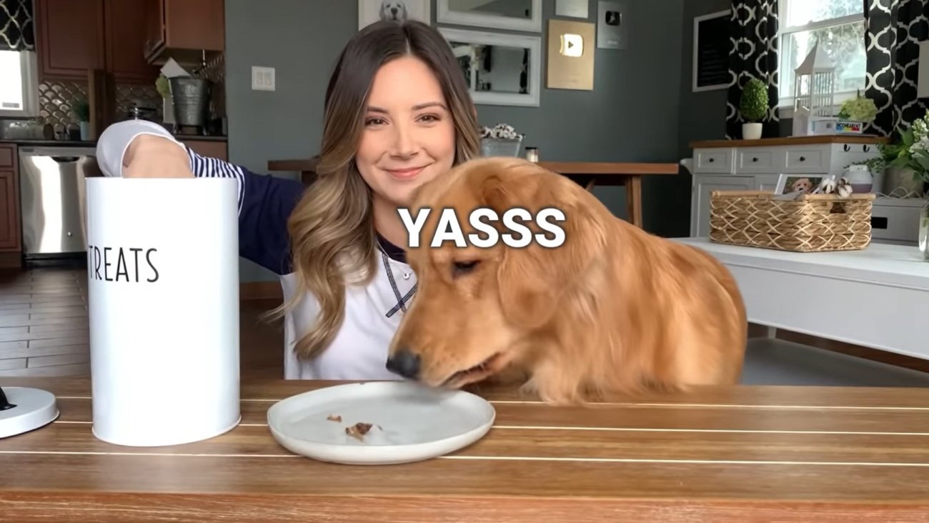 ゴールデンレトリーバー,動画