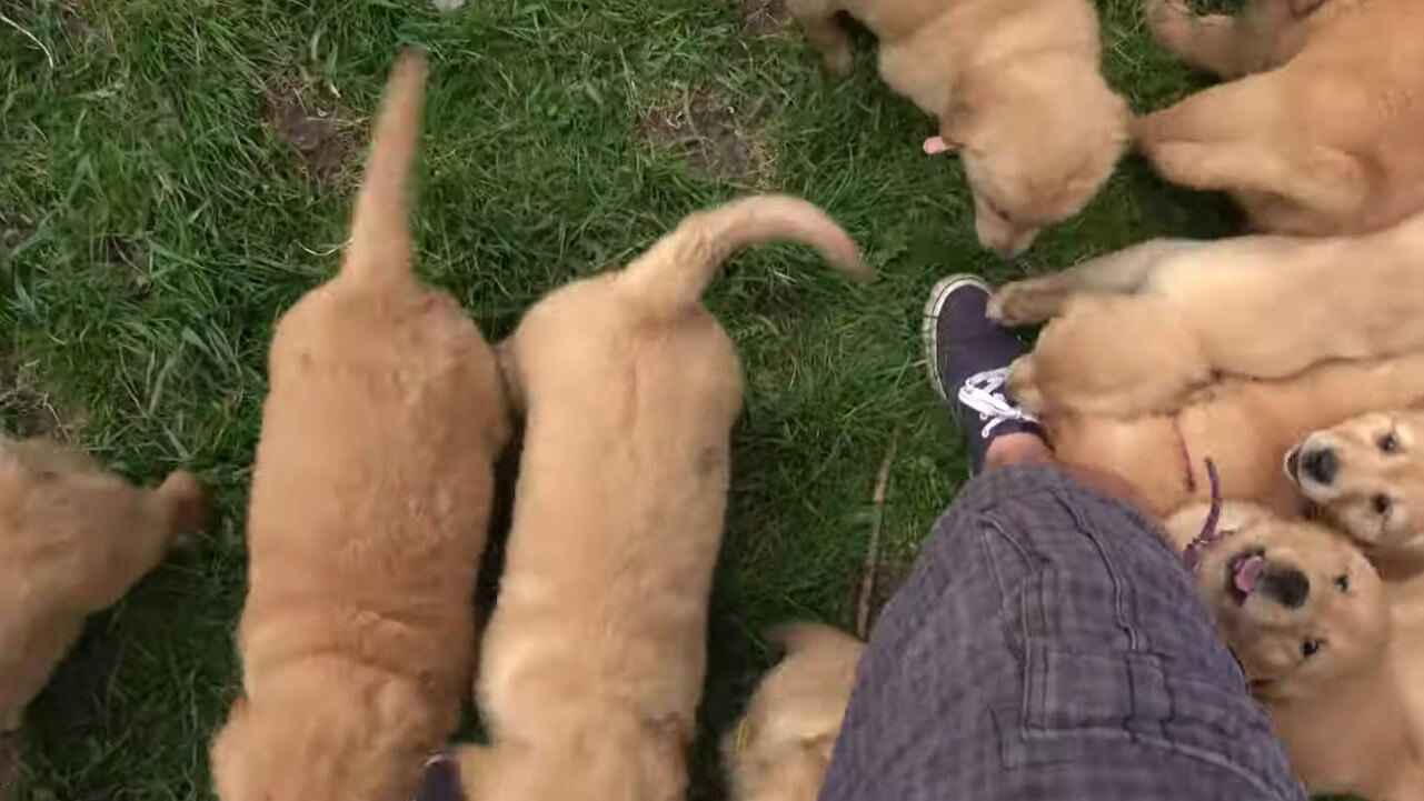 ゴールデンレトリーバー,動画