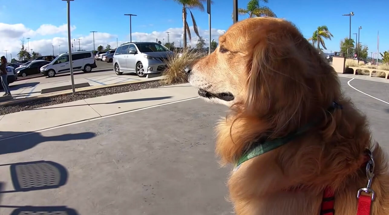 ゴールデンレトリーバー,動画