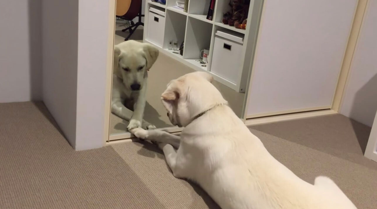 ラブラドールレトリーバー,動画