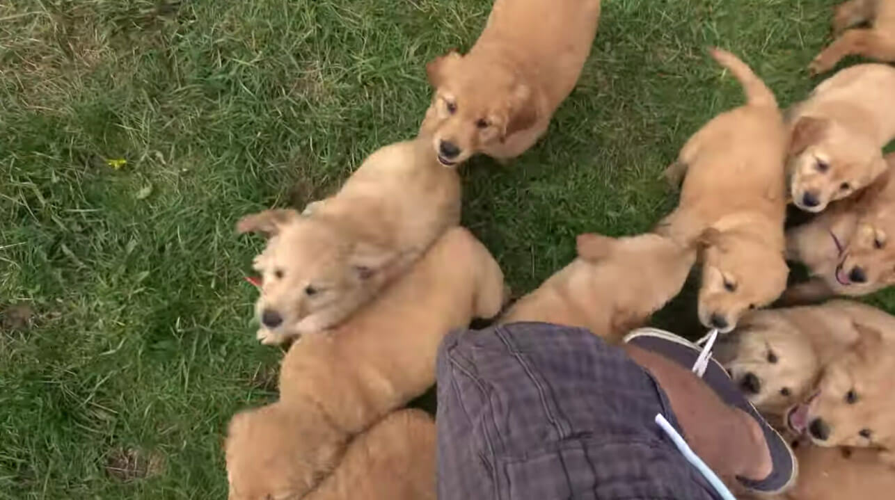 ゴールデンレトリーバー,動画