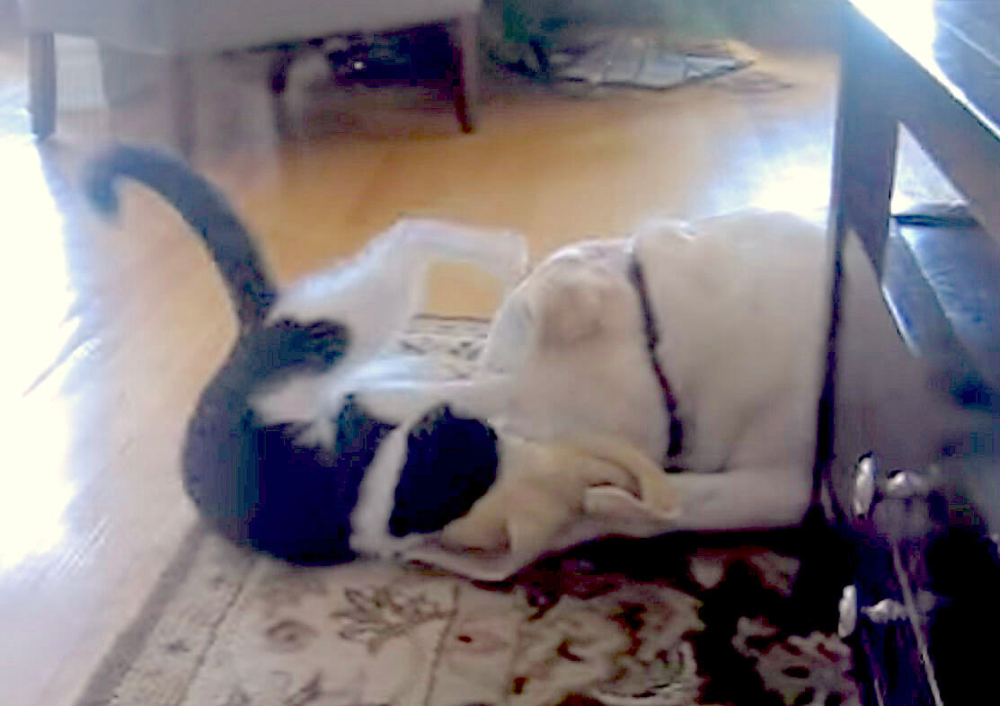 ラブラドールレトリーバー,動画