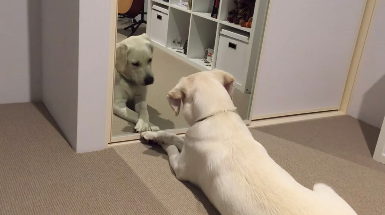 ラブラドールレトリーバー,動画