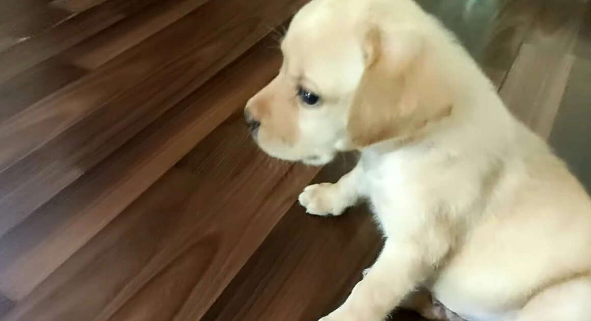 ラブラドールレトリーバー,動画