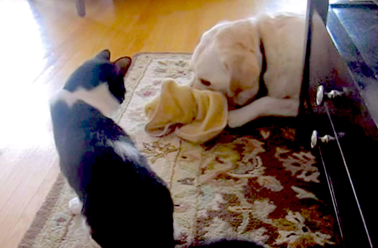 ラブラドールレトリーバー,動画