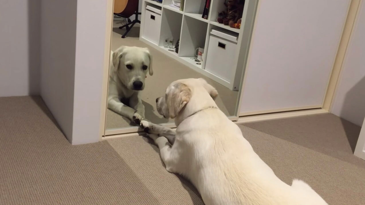 ラブラドールレトリーバー,動画