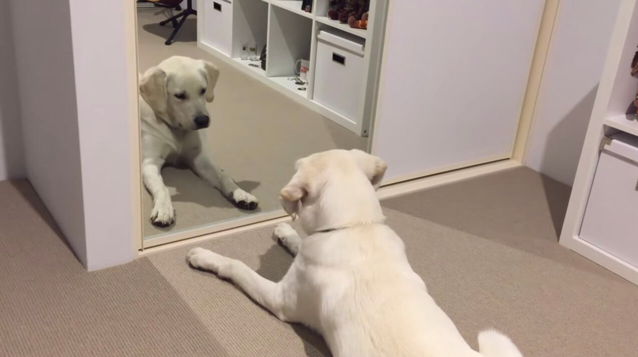 ラブラドールレトリーバー,動画