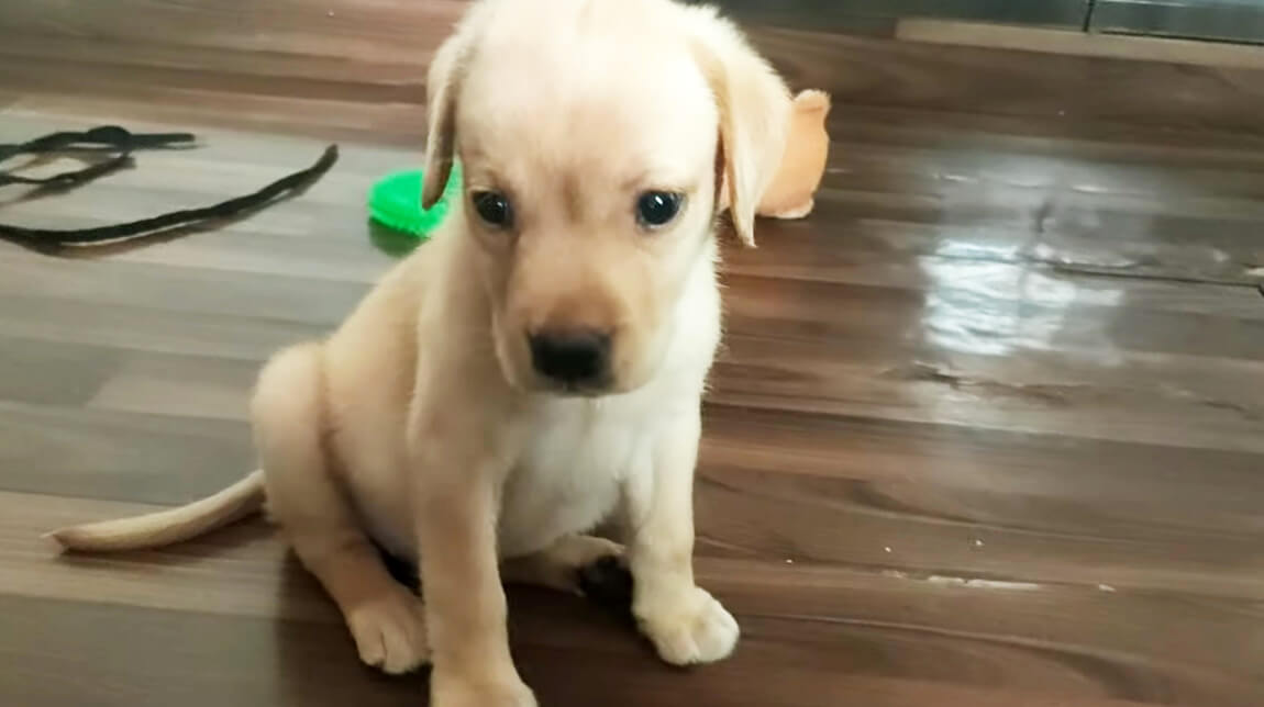 ラブラドールレトリーバー,動画