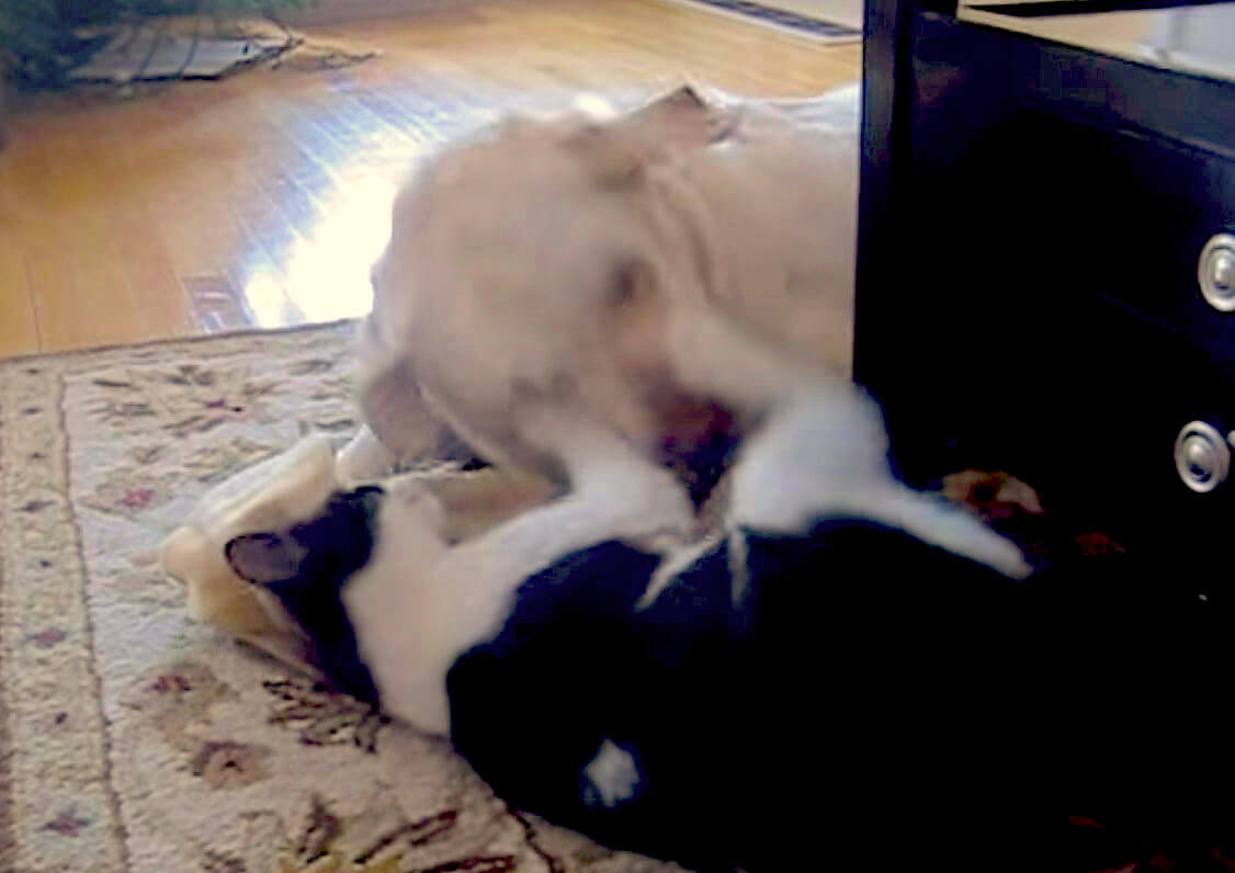 ラブラドールレトリーバー,動画