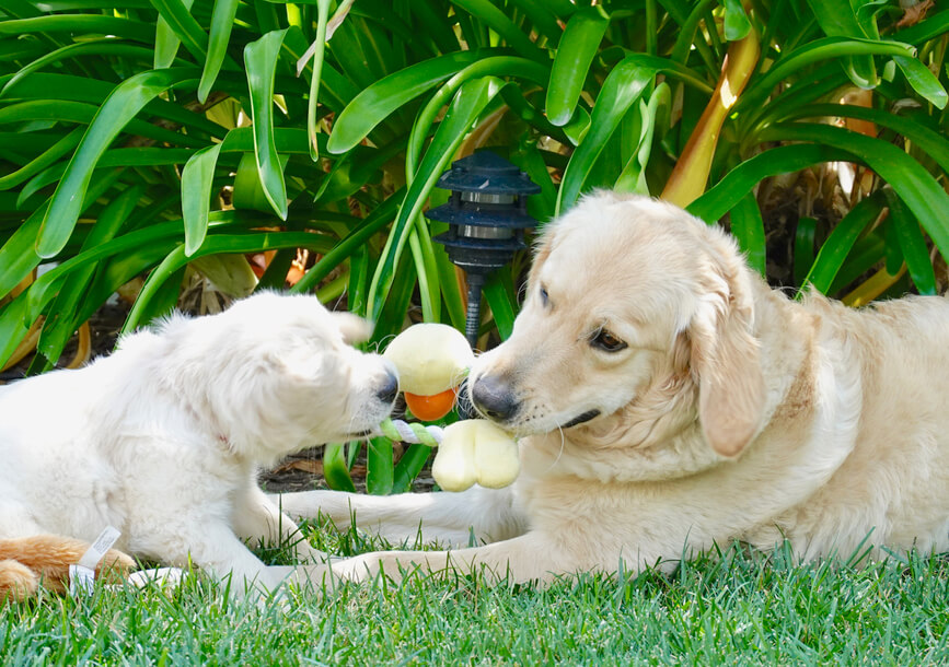 レトリーバー,往診,ジュイクル