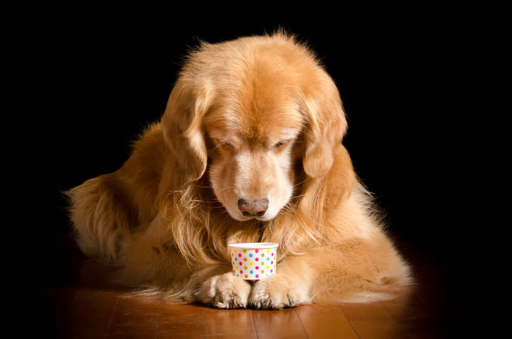 レトリーバー,パナソニック,掃除機,からまないブラシ