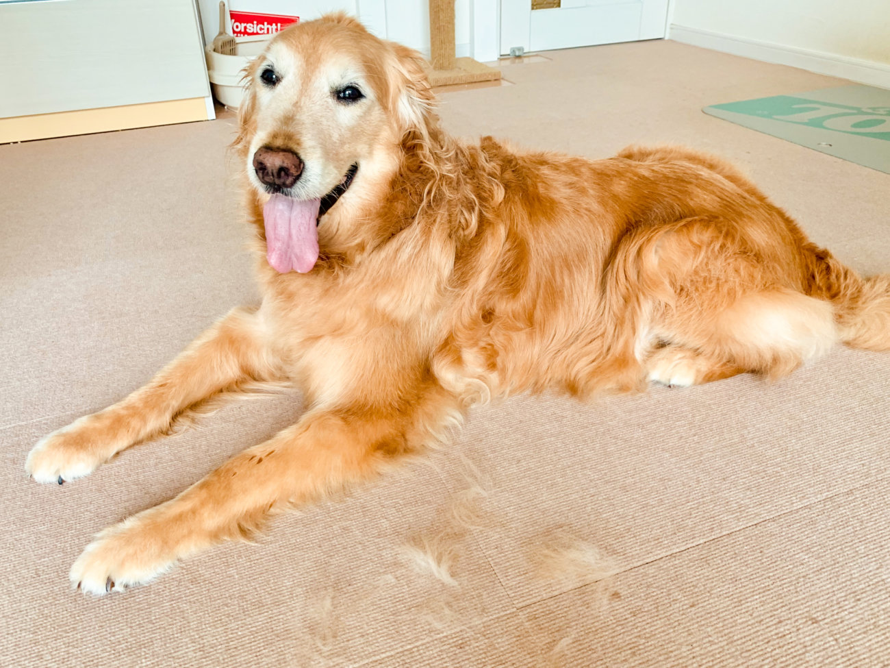 レトリーバー,パナソニック,掃除機,からまないブラシ