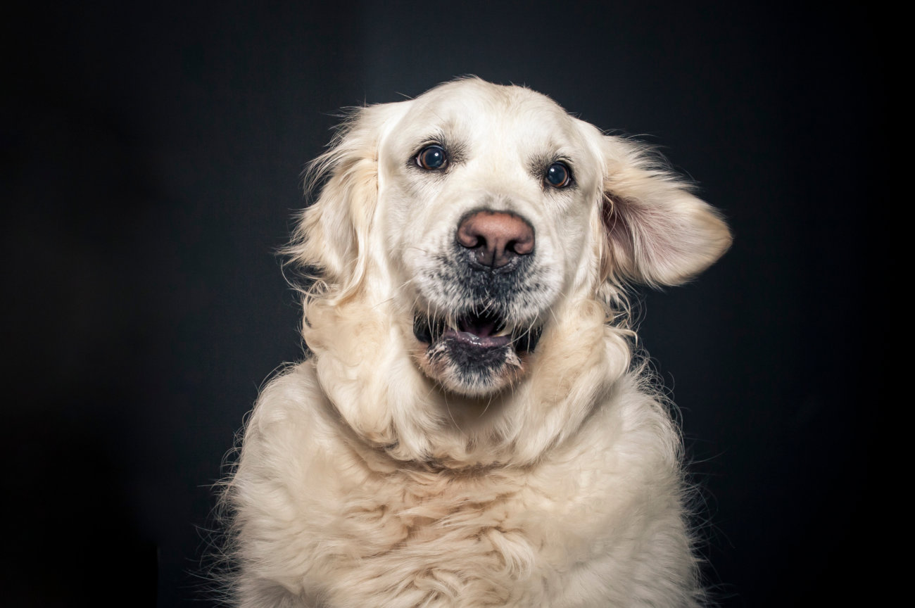 レトリーバー,パナソニック,掃除機,からまないブラシ