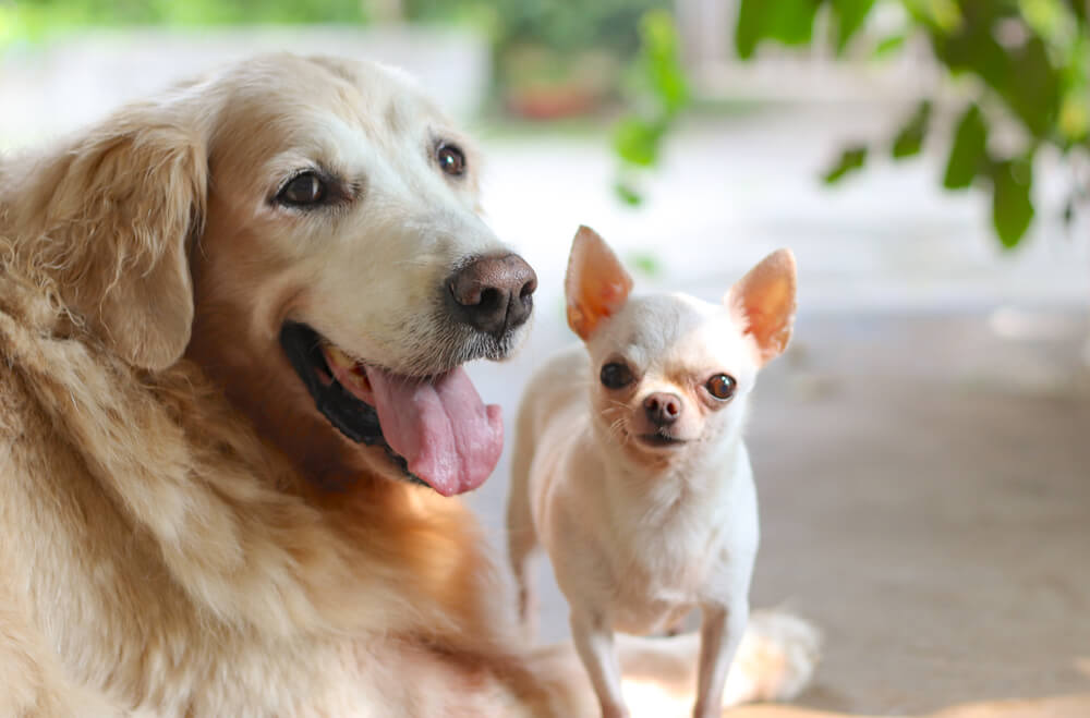 レトリーバー,往診,ジュイクル