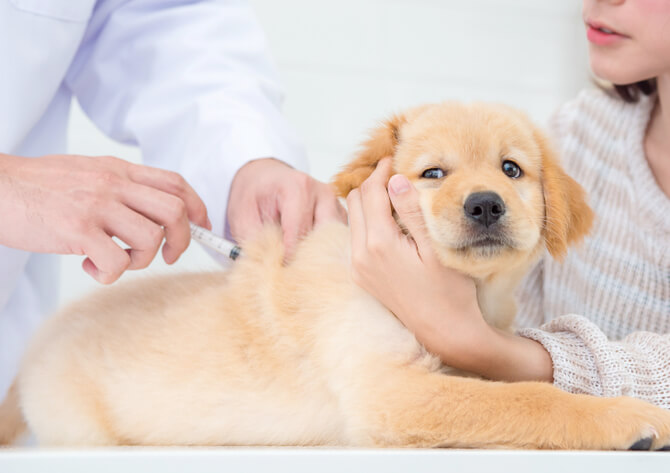 レトリーバー,往診,ジュイクル