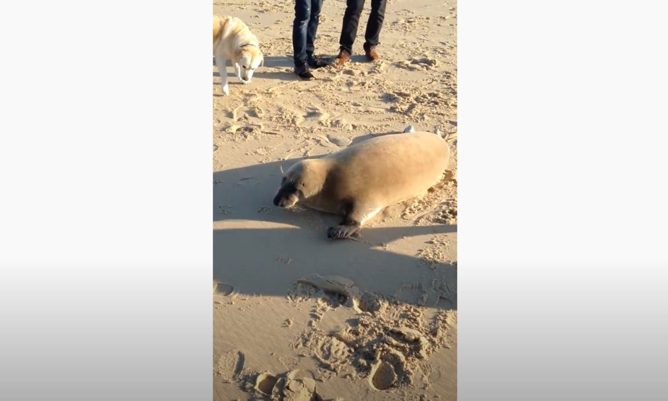 ラブラドールレトリーバー,動画