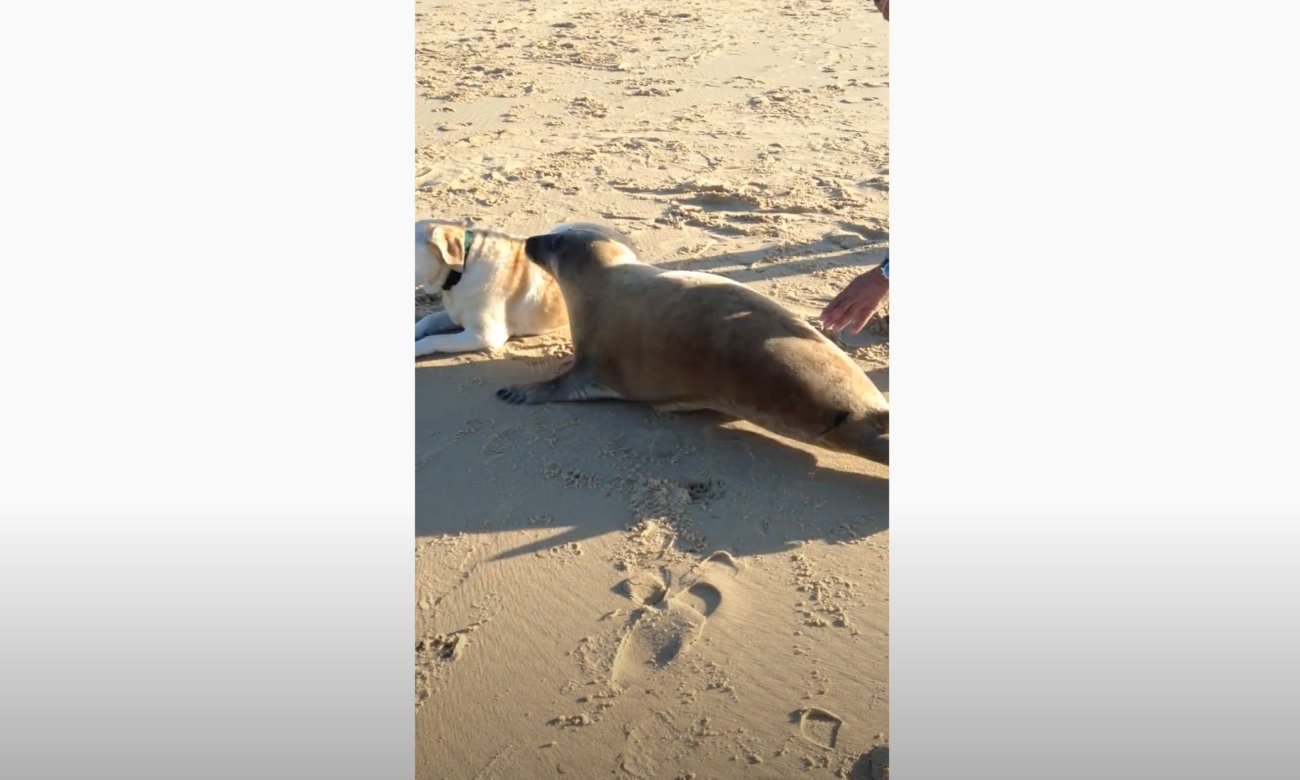 ラブラドールレトリーバー,動画