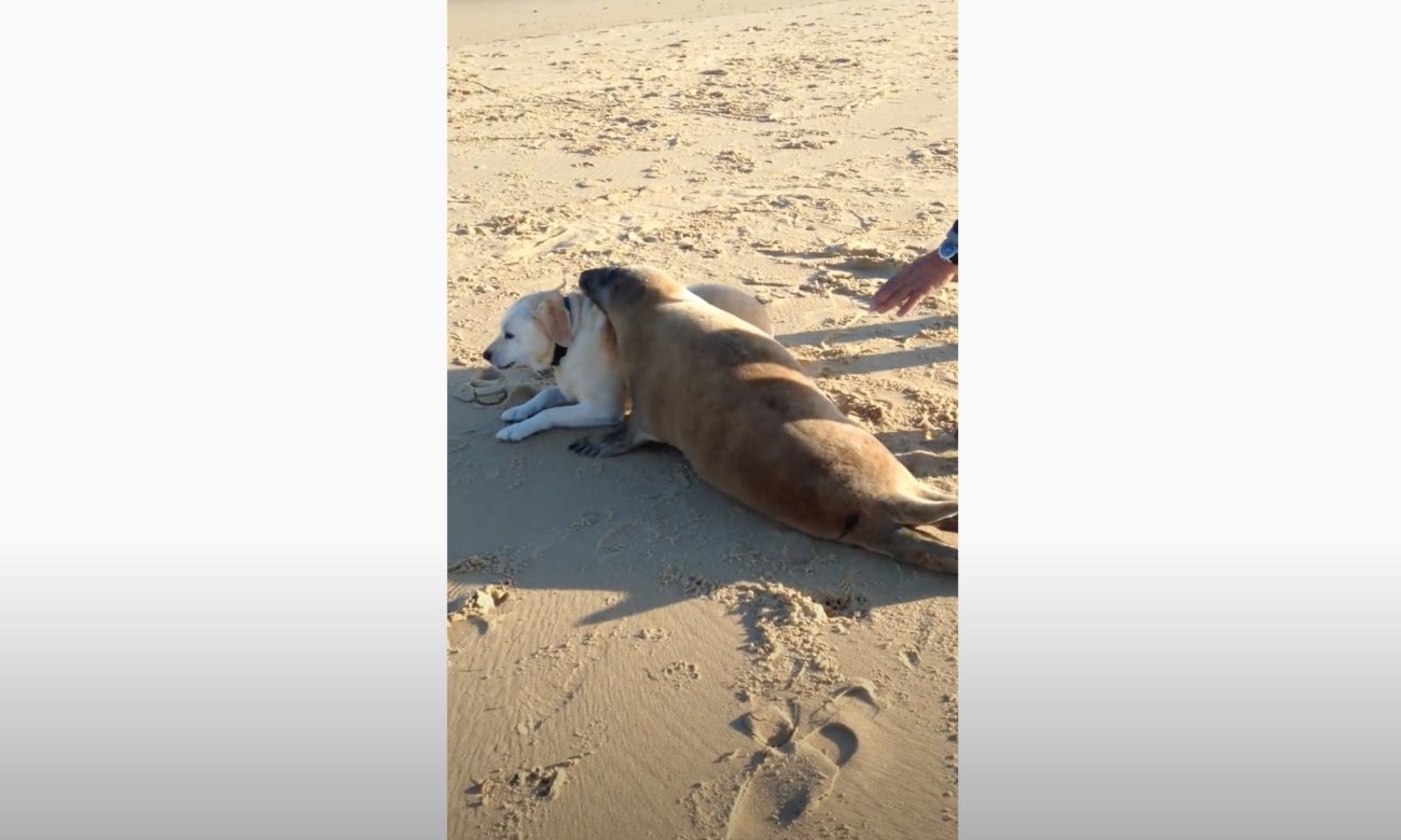 ラブラドールレトリーバー,動画