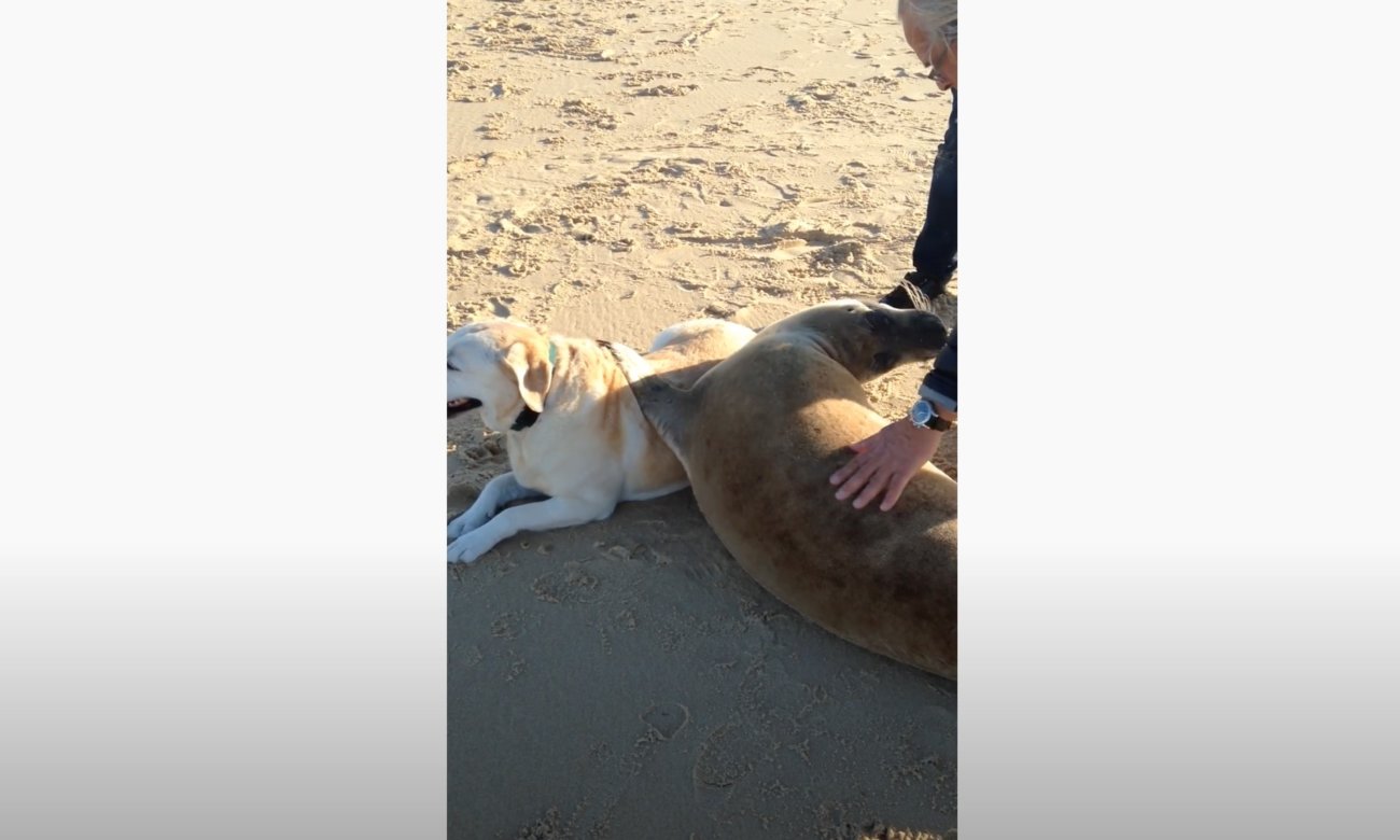 ラブラドールレトリーバー,動画