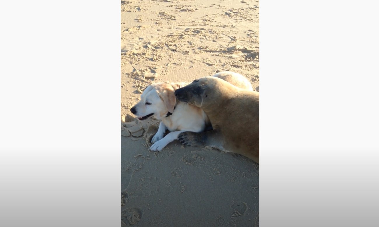 ラブラドールレトリーバー,動画